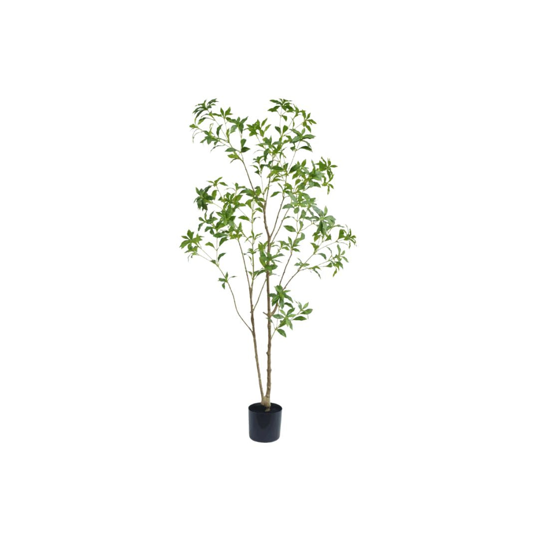 Sierboom met groene bladeren in pot - Deuxamis