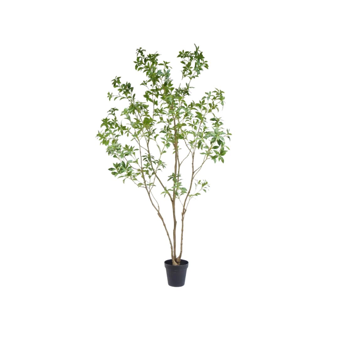 Groene sierboom in pot - Silk Pieris Japonica 240cm - Deuxamis